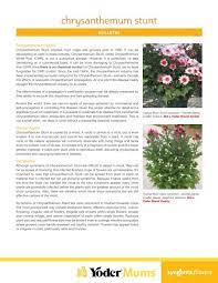 Chrysanthemum X Morifolium Flower Essence Best Flower Wallpaper