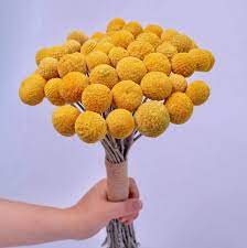 Yellow peonies in a bouquet. Amazon Com Tooget Natural Craspedia Dried Flowers Yellow Billy Buttons Balls Bouquet Bundles Real Freshly Harvested Dry Plant Bunch Arrangements Decorate For Home Crafts Party Wedding Store Kitchen Dining