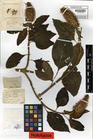 Image result for Pycnostachys