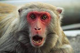 Pin On Monkey Surprise