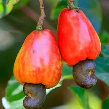 Image result for Anacardium