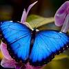 Huge sale on butterfly costume wings now on. 1