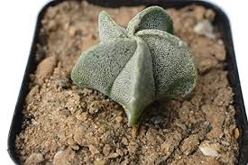 Astrophytum myriostigma is a spineless cactus, usually solitary or with very few basal branches. Best Tips Flowering Astrophytum Myriostigma Bishop S Cap Cactus India 2021 Succulent Plants India