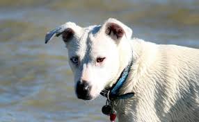 Symptoms of stomach cancer in dogs usually develop gradually over weeks or months, with vomiting being the most common. Signs Symptoms Of Cancer In Dogs Canna Pet
