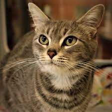 Our dogs and cats that are available for adoption are also on finding rover. Paws And Claws Humane Society Humane Society Shelter For Dogs And Cats In Rochester Minnesota