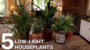 5 Low Light Indoor Plants For Your Home Or Office Youtube