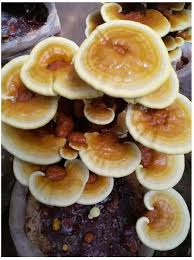 Image result for Ganoderma lucidum
