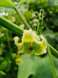 Image result for Cayaponia