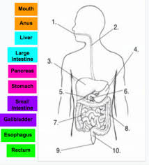 Digestive System Diagram Drag And Drop Google Slides By Ashley Tyndall