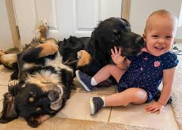5195 hampsted village center way # 80. Seattle S Best Dog Poop Removal Service