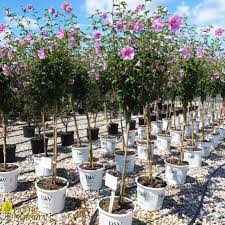 Image result for Hibiscus syriacus ´Pink Chiffon