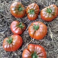 Томат Гном Спящая Леди (Dwarf Sleeping Lady)