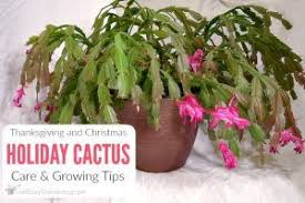 Christmas cacti will not thrive if it's too hot or too cold, so try to aim for a temperature between 70 and 75 degrees fahrenheit during the day, and. How To Make Your Own Succulent Soil With Recipe Cactus Care Holiday Cactus Christmas Cactus