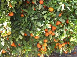 See full list on extension.psu.edu Why Do Oranges Look Healthy But Taste Sour Press Enterprise
