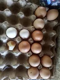 Ayam kekurangan kalsium atau vitamin d. Keunikan Kulit Telur Yang Lembek Dan Transparan Steemit