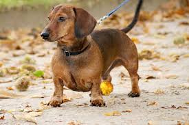 Image result for jezevčík hladkosrstý