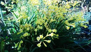 Image result for Cyrtanthus mackenii