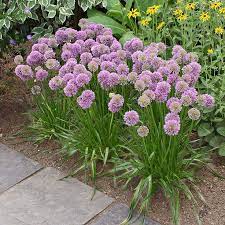 Allium Millenium Allium Flowers Container Gardening Flowers Onion Flower