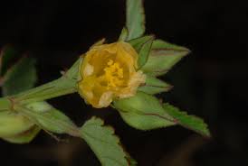 Image result for Sida spinosa
