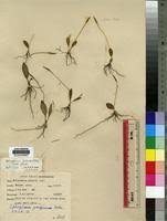 Image result for Ophioglossum gomezianum