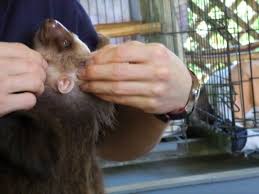 Image Result For Two Toed Sloths Ears Two Toed Sloth Sloth Animal Photo