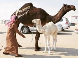 Some 20,000 camels from the uae, saudi arabia and other arab countries competed in a traditional beauty contest during the fifth al dhafra camel festival opening here on saturday. 20 000 Camels Take Part In Beauty Contest Arts Culture Gulf News