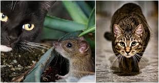 All of these animals became obligate carnivores as a result of their ancestral diets. Your Cat Is An Obligate Carnivore Here S Why They Want You To Remember That Cole Marmalade