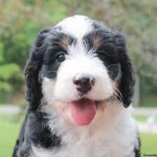 Walnut valley puppies is the best bernedoodle breeders in illinois near chicago. Amy Bernedoodle Miniature Puppy For Sale In Illinois Puppies Miniature Puppies Bernedoodle Puppy