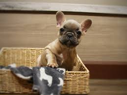 Puppies picked up are subject to sales tax. French Bulldog Puppies Petland Iowa City