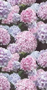 Pink And Lilac Hydrangea Flowers Printed Heavy Weight Polyester Viscose Upholstery Fabric Half Yard Unusual Flowers Hydrangea Flower Flower Prints