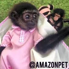 Welcome to long island's leading hospital for avian and exotics pets. Syrian Breeders Supplying Uae Illegal Exotic Pet Trade