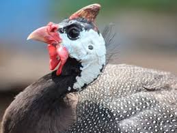 Guinea Fowl