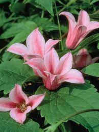 Did you scroll all this way to get facts about clematis duchess? Clematis Duchess Of Albany Bluestone Perennials
