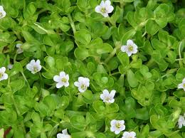 Image result for Bacopa