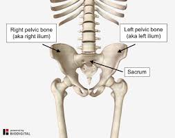 During childhood, these sections are separate bones, joined by the triradiate cartilage. A Twisted Pelvis Also Called Pelvic Torsion Can Be Corrected