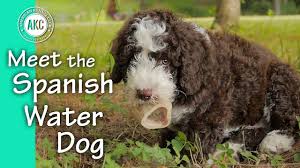 Before breeding a litter, the mom and dad are selected to provide puppy litters that pass on the best attributes of the breed. Meet The Spanish Water Dog Youtube