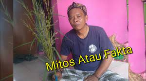85 thoughts on cara pengaktifan bulu perindu dan bunga serai. 100 Asli Test Kembang Serai Ajimat Pengasihan Cocok Buat Kaum Jomblo Youtube