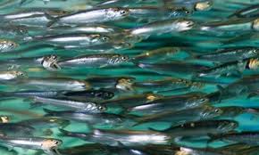 Anchovy Price Leap Causes Food Industry Chain Reaction Anchovies Fish Marine Bird