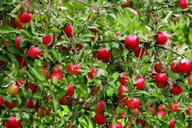 Today we'll look at how long fruit trees take to bear from seed and some of the tricks you can use to germinate fruit tree seeds. 11 Dwarf Fruit Trees You Can Grow In Small Yards