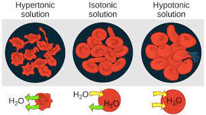 Maybe you would like to learn more about one of these? Tonicity Hypertonic Isotonic Hypotonic Solutions Article Khan Academy