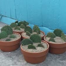 Peyote (lophophora williamsii) is a small desert cactus that has several active alkaloids of which mescaline is the most well know. 26 Hardy Cactus Ideas Cactus Prickly Pear Cactus Prickly Pear