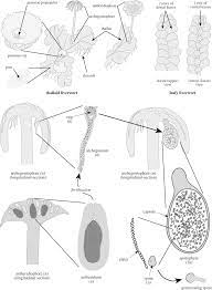Bryophytes used to be a general term for mosses, liverworts and hornworts, and these three were grouped together into a single division due to their similarity. Liverwort An Overview Sciencedirect Topics