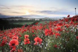 Everything You Need To Know About Poppies Growing Gardens Poppies Poppy Flower