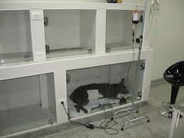 Hospital Veterinario Projeto Pesquisa Google Clinica Veterinaria Hospital Veterinario Abrigo De Animais