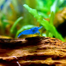 We did not find results for: Neocaridina Davidi Housingà¹à¸¥à¸°behavior