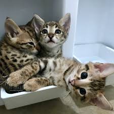The animals cute baby animals funny animals warrior cats cute cats and kittens cool cats ragdoll kittens funny kittens kitty cats. Blog A1 Savannahs
