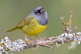 Yellow Birds Of Southern Arizona Macgillivray S Warbler Beautiful Birds Birds Bird