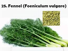 Get fennel seeds at best price from fennel seeds retailers, sellers, traders, exporters & wholesalers listed at exportersindia.com. World Of Spices List Of Spices Swakosh