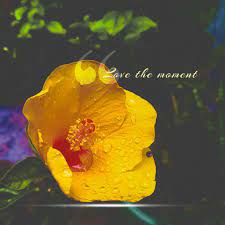 Love The Moment Nature Quotes Flower Quotes Wallpaper Quotes