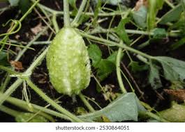 Image result for Cucumis humifructus